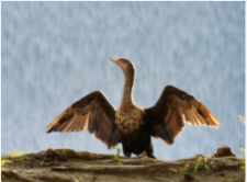 cormorant-pillar