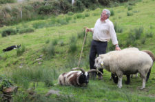 Tina Disorbio-Irish Sheep Herder