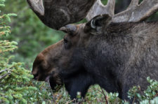 Dave-Edwards Colorado-bull-moose