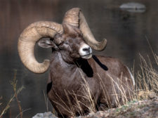 Donna-Dannen Big-horn-sheep