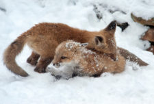 Donna-Dannen Foxes-in-the-Snow