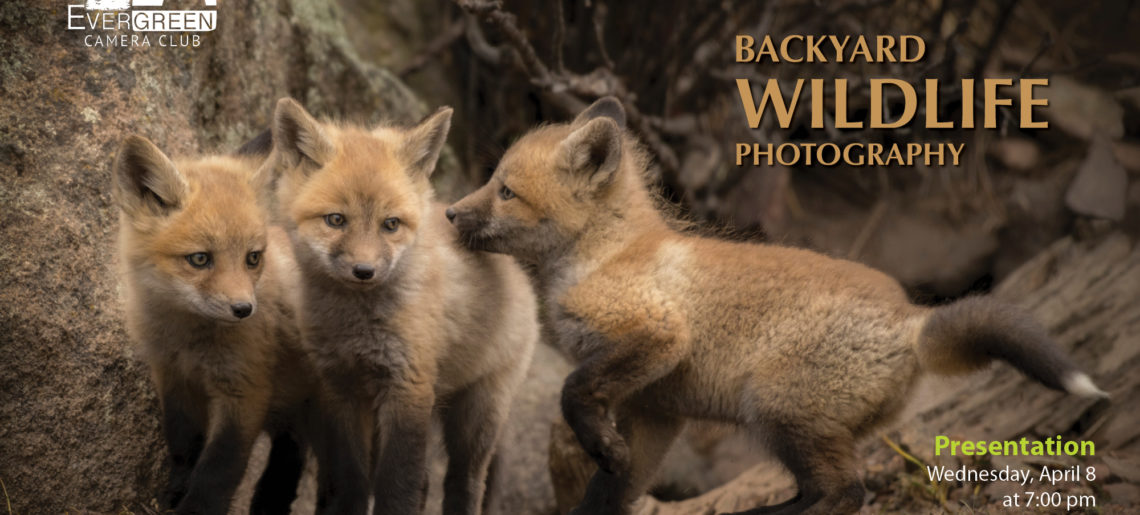 Backyard Wildlife Photography with Ellen Nelson