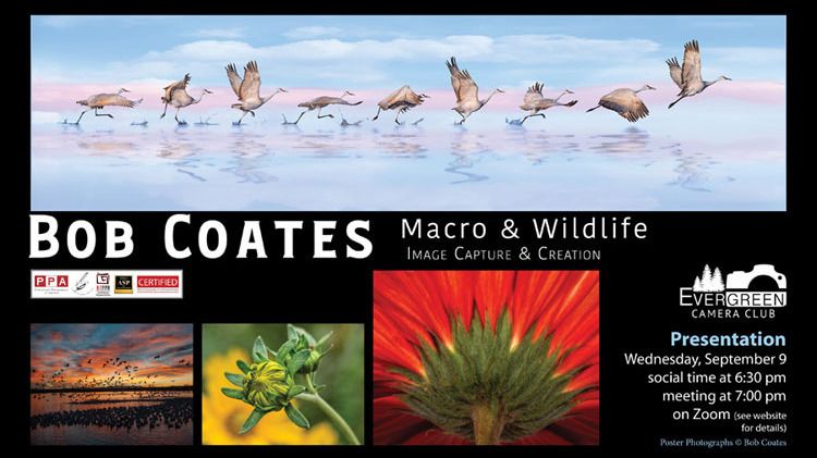 Macro & Wildlife Imaging & Creation