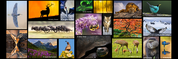 New Contest – Denver Audubon “Share the View”