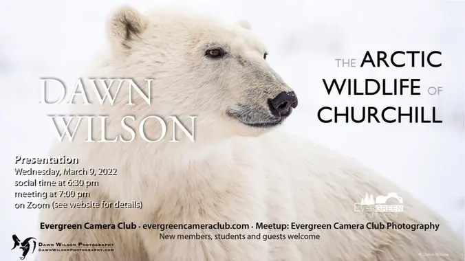 March 9th General Meeting: Arctic Wildlife of Churchill with Dawn Wilson