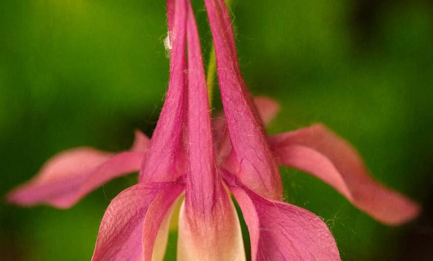 2023 Crested Butte Wildflower Festival, July 7-14