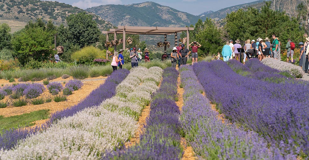 Denver Botanic Gardens Chatfield – Lavender Festival July 15 & 16